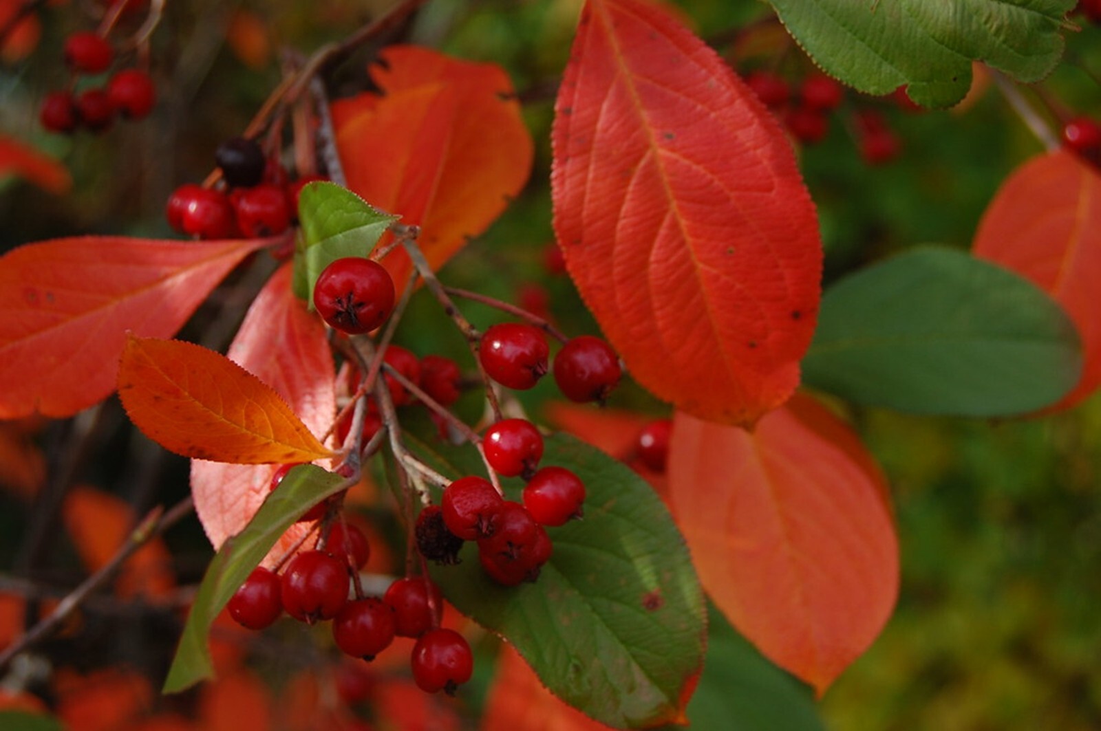 Brilliant Red Chokeberry Organic {Aronia a. b.} Edible 20+ seeds Free Shipping!