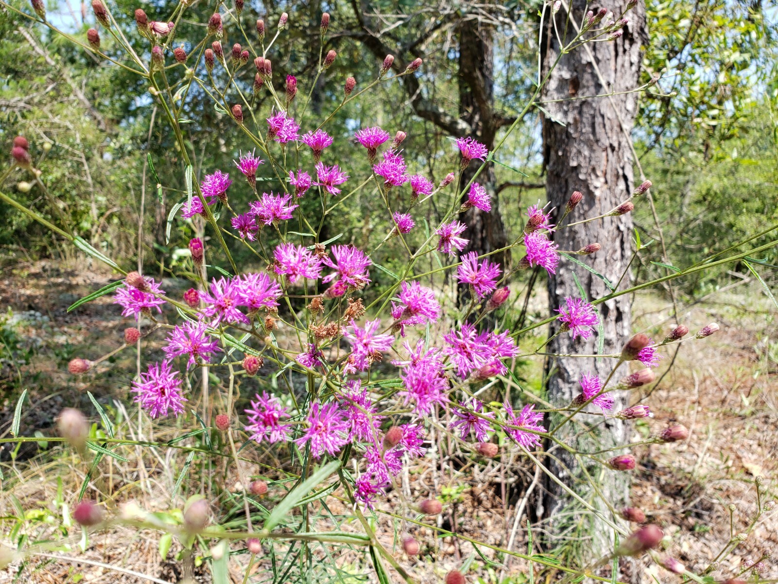 Florida Ironweed | Veronia Gigantea | Florida Native | Organic | 25+ Seeds