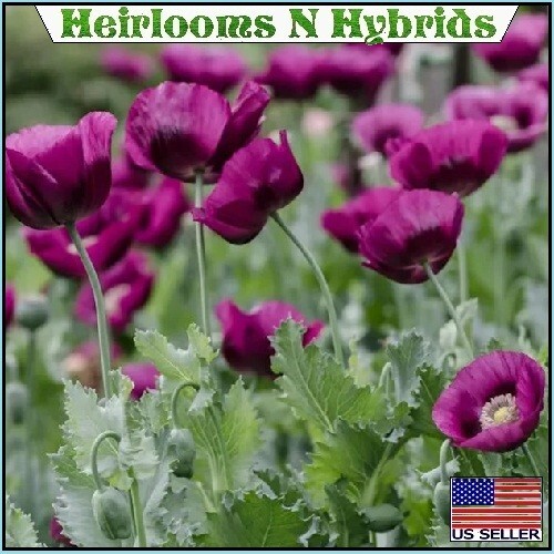 2,500 Authentic Heirloom Lauren’s Grape Non-GMO Papavaer Somniferum Poppy Seeds