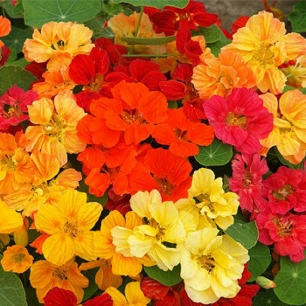 Nasturtium Flower Seeds Whirlybird Mix “COOL BEANS N SPROUTS” Brand