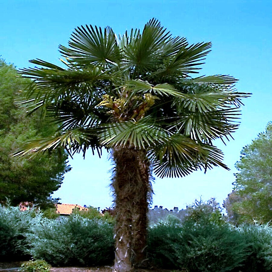 10 WINDMILL FAN PALM Tree Seeds Trachycarpus Fortunei MOST COLD HARDY Palm Plant