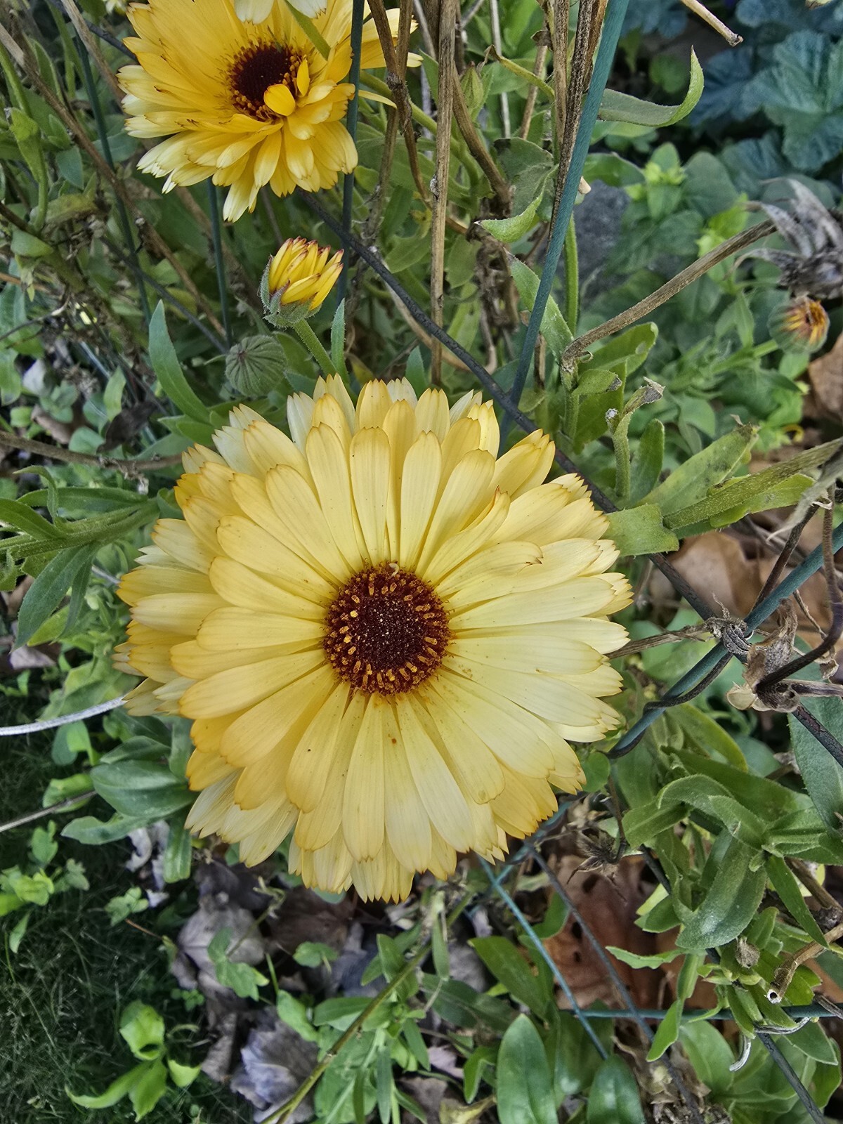 Mixed Calendula Seeds Several Varities 25 Organic Seeds