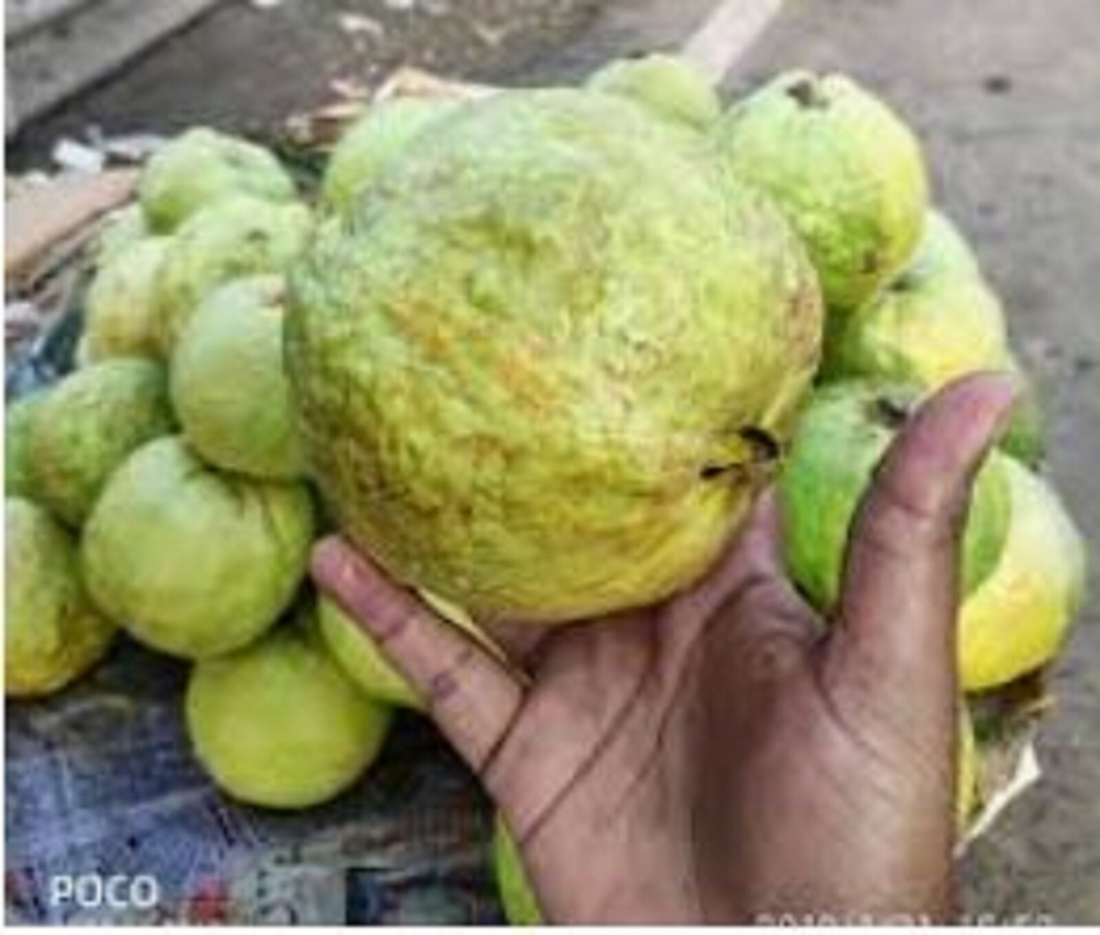 RARE GIANT GUAVA Fruit plant Tree 10 SEEDS – Combined Shipping ( USA seller )