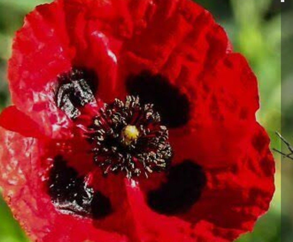 1200+ Turkish Tulip Poppy Seeds **Fresh Seeds** ~~Free Shipping~~