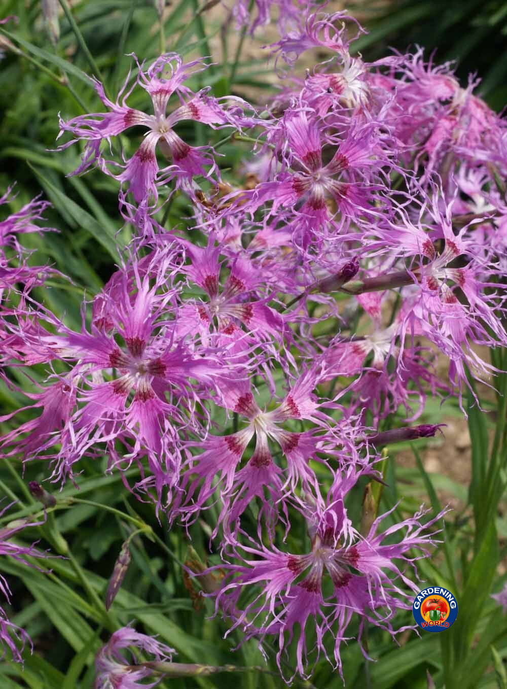 1oz Dianthus Rainbow Loveliness Mixed Flower Seeds (50,000+ Seeds)