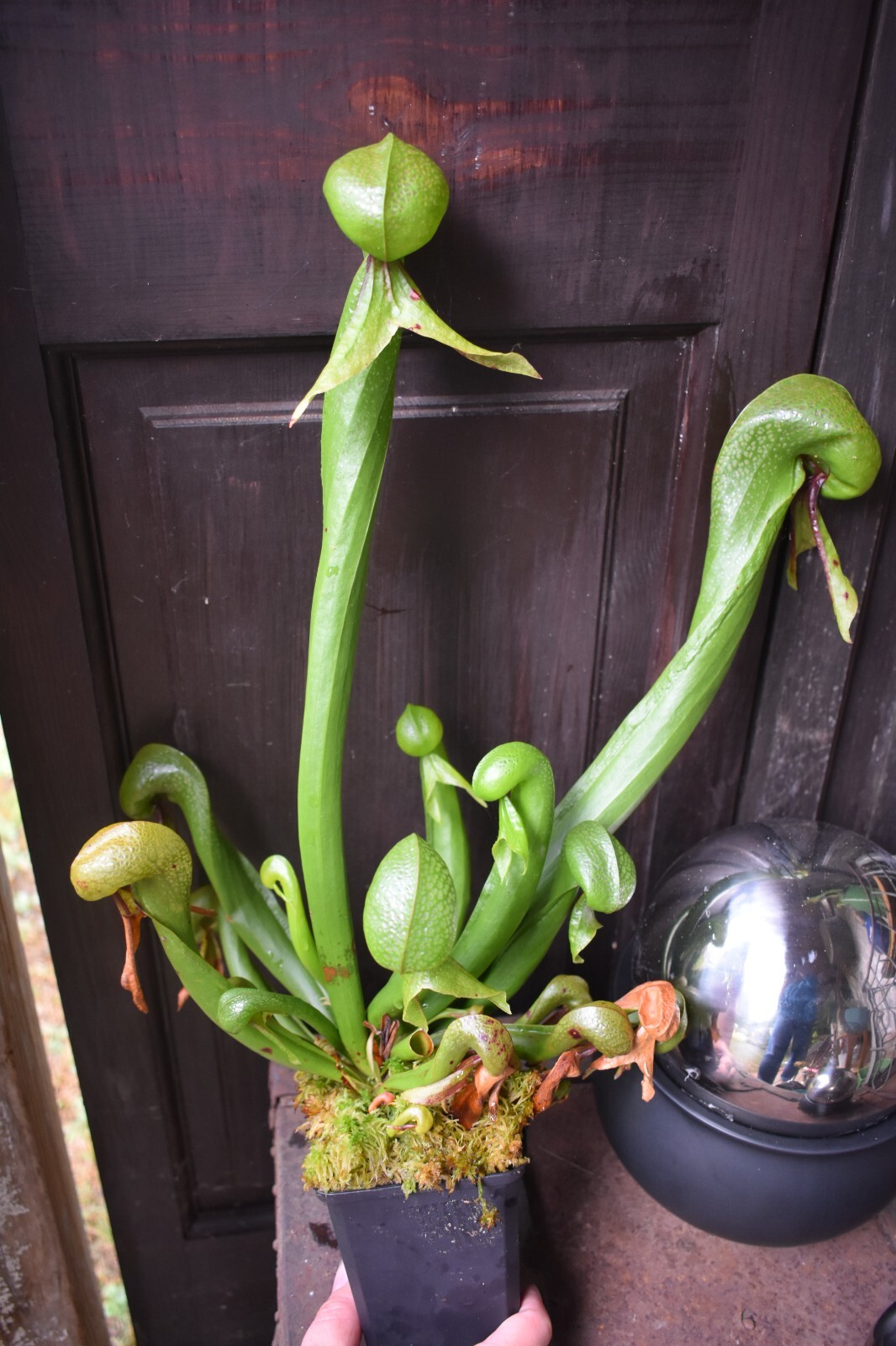 2025 NEW! COBRA LILY Darlingtonia Murkwood’s GIANT x SELF Carnivorous Plant SEED