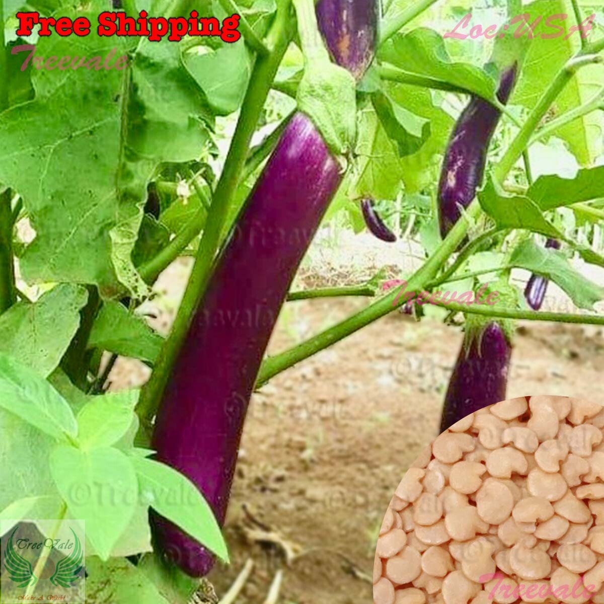 Chinese Eggplant, Purple Shine, Long Purple Eggplant, Aubergine Vegetable SEEDS