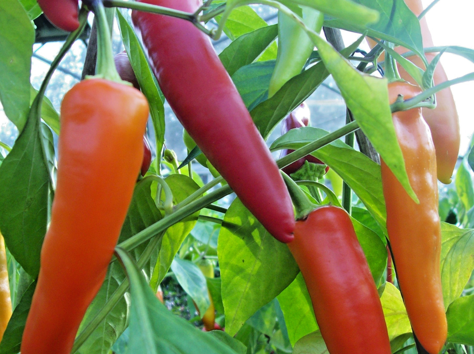 101+HUNGARIAN Sweet Wax PEPPER Seeds Organic Vegetable Garden Container Banana