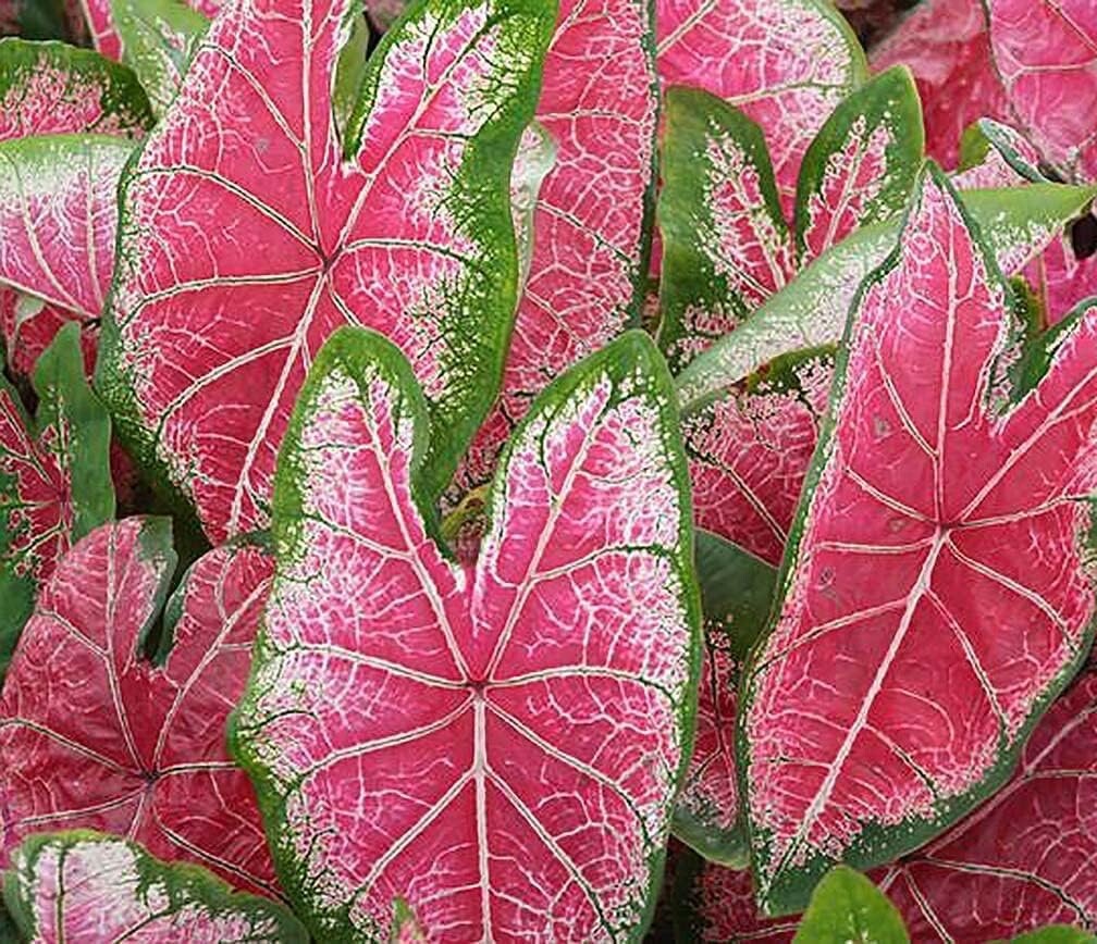 Mrs. WB Haldeman Caladium Bulbs for Planting