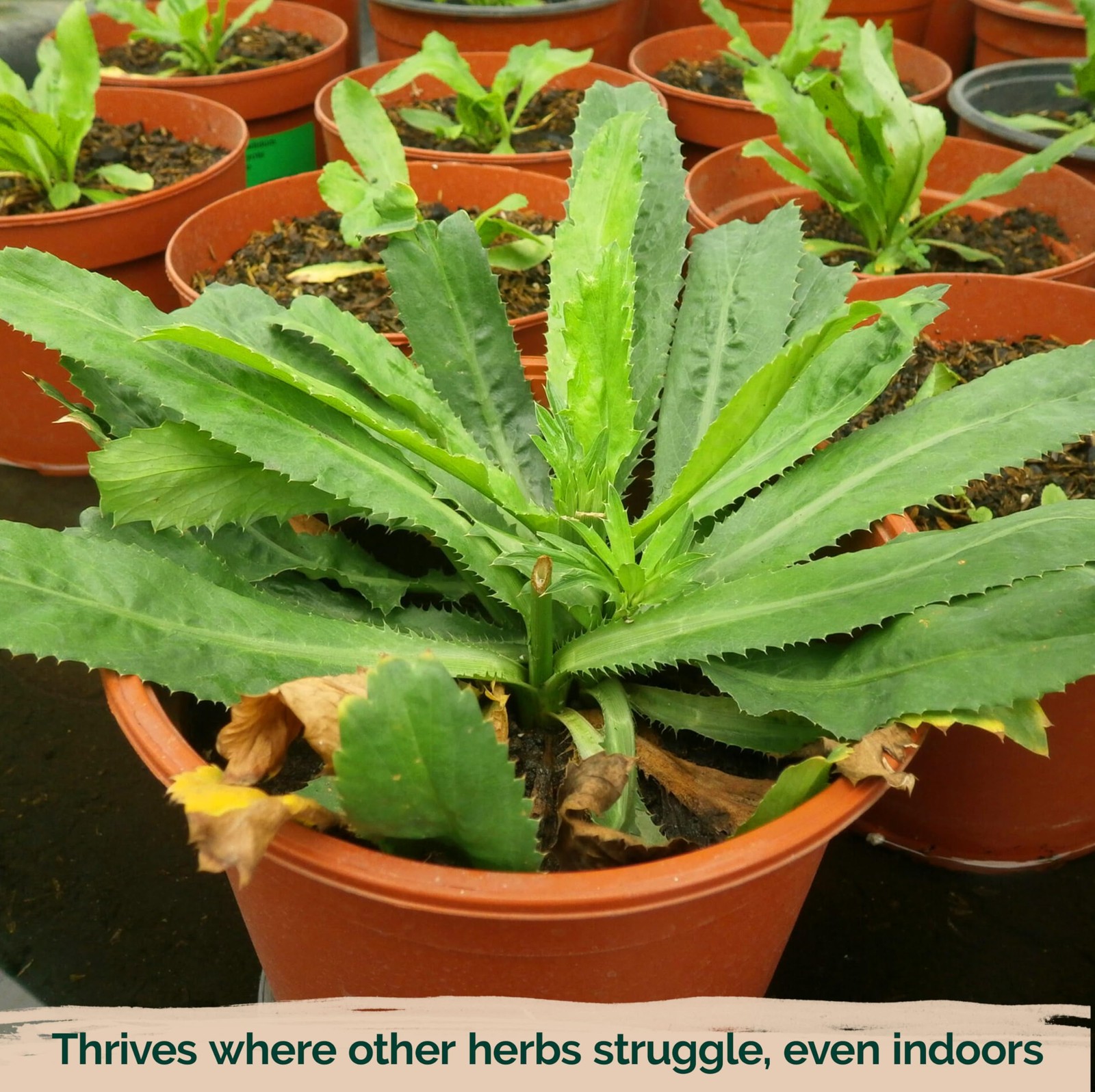 KVITER 3500 Culantro Seeds for Planting (Eryngium Foetidum)