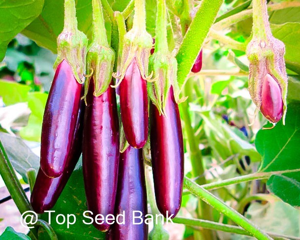 10+ Little fingers eggplant seeds, petite purple cluster fruits + Free GIFT