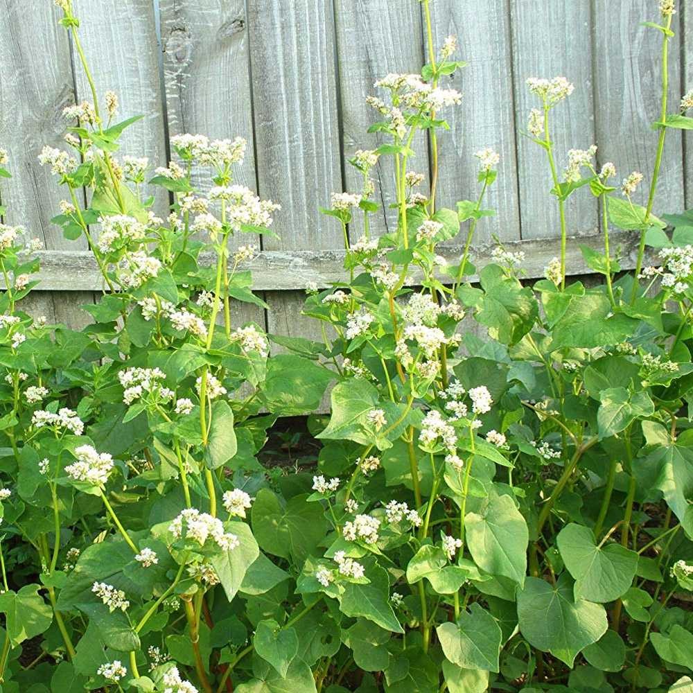 50 LBS Buckwheat Seed For Planting Cover Crops & Green Manure