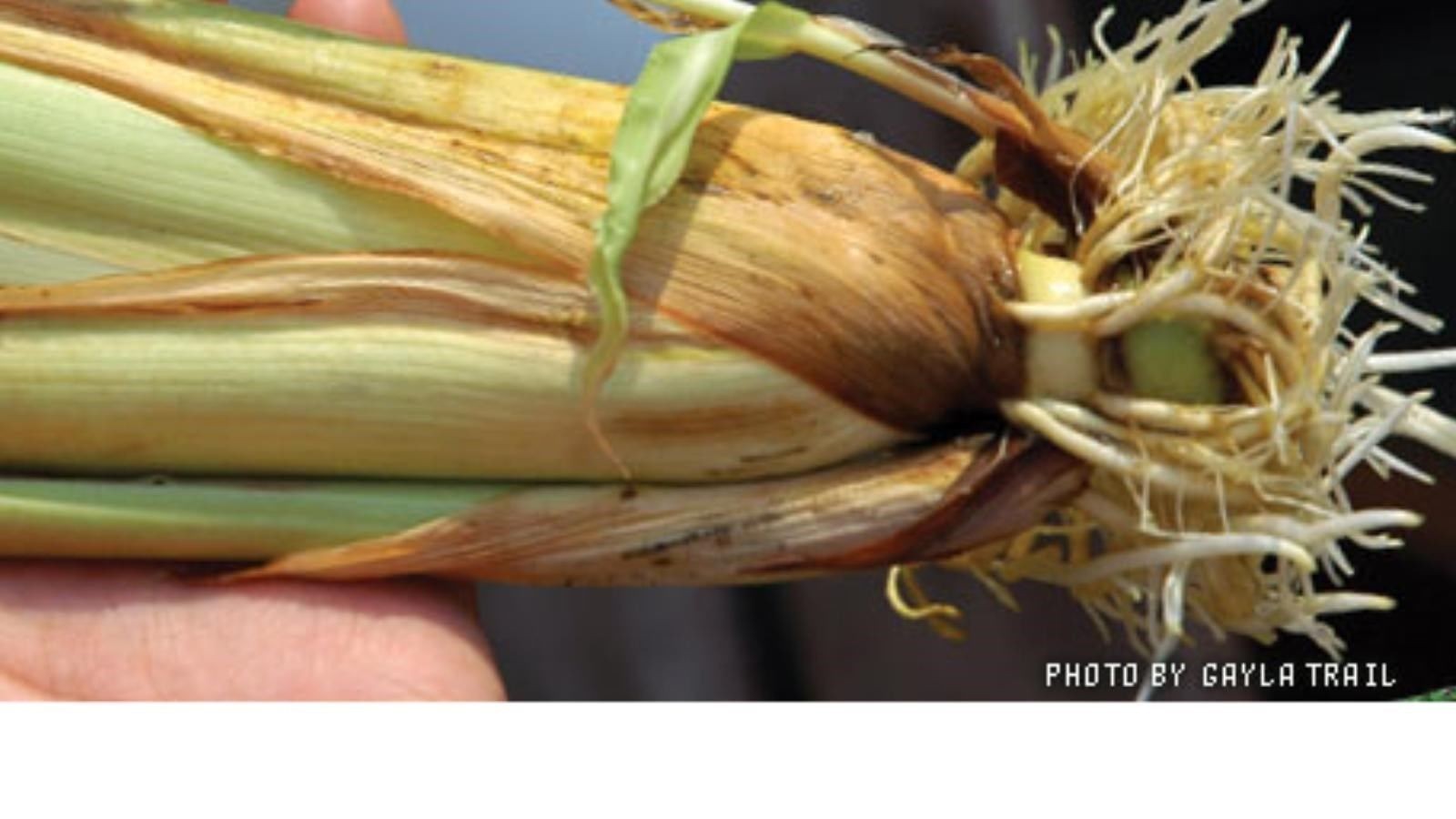 Lemongrass Stalks Plugs Cymbopogon Herb Sereh Plant EZ to Grow Lemon Grass