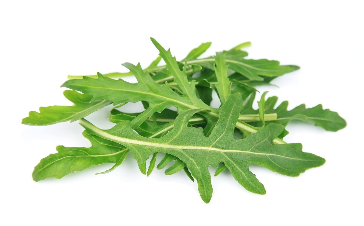 500 ROCKET ARUGULA SEEDS ~ 2026 ~ heirloomseedguy ~ USA