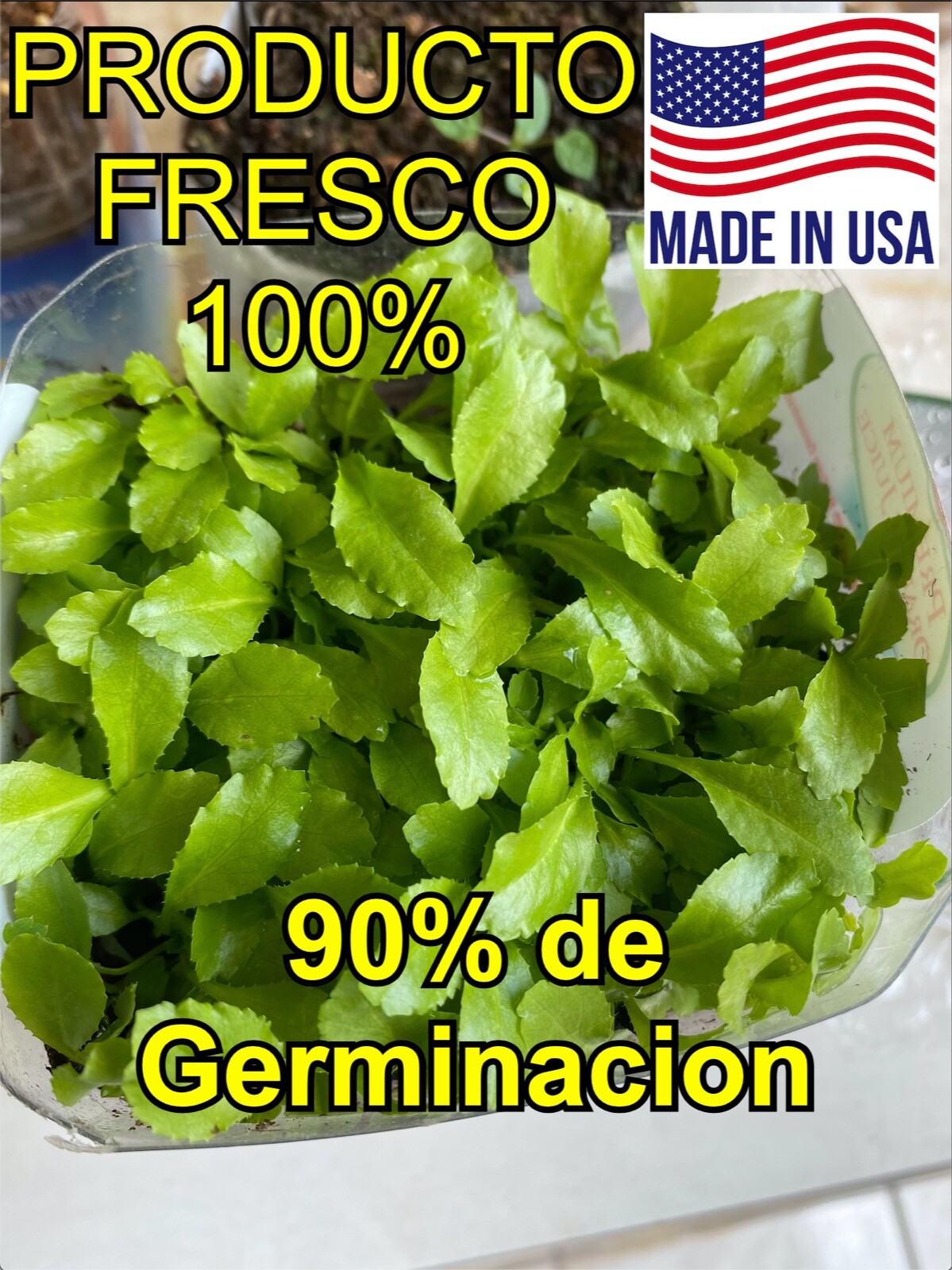 1000+ Semillas de Recao, Culantro Ancho, Alcapate | Alta Calidad | Natural