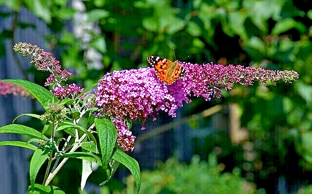 BUTTERFLY BUSH LAVENDER, 2000 SEEDS, BUDLEJA DAVIDII, beautifully scented bulk