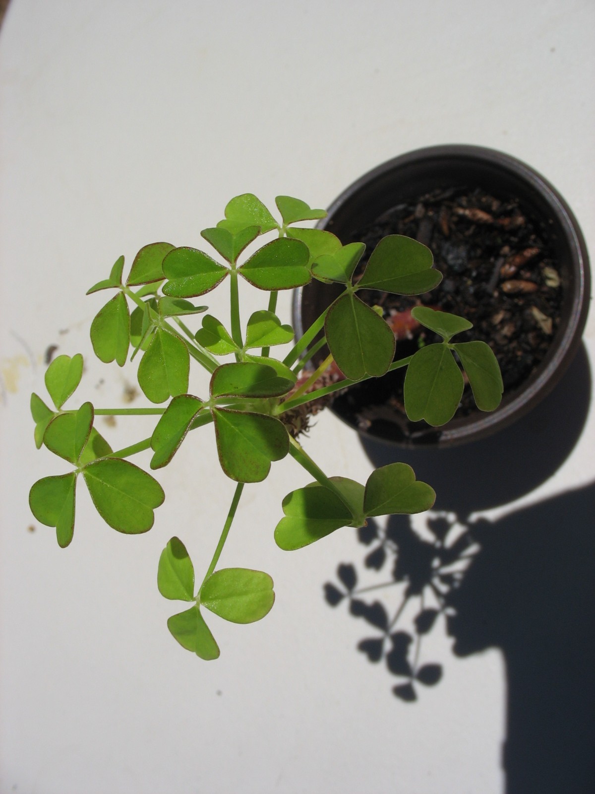 Oxalis Peduncularis ( Tree Oxalis)