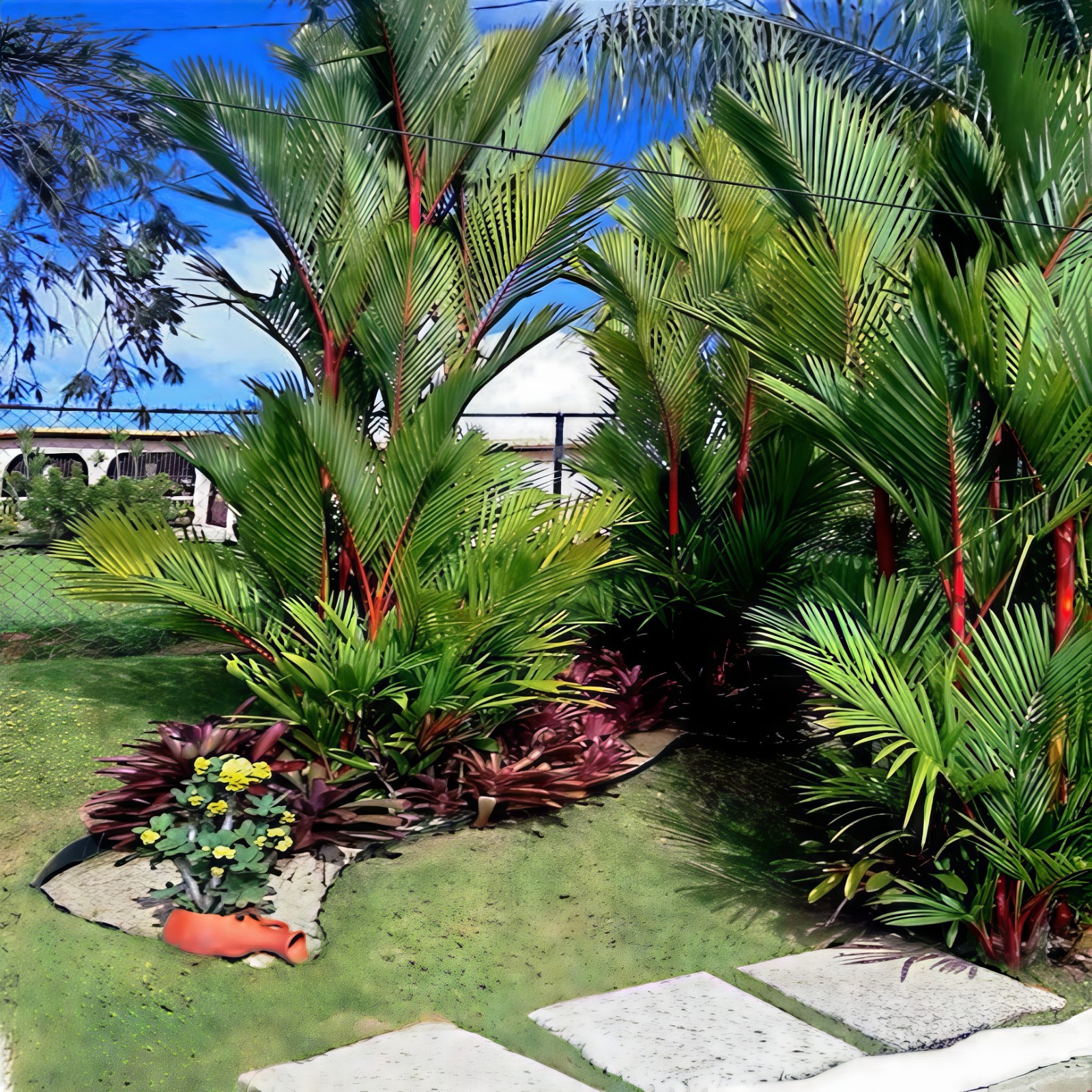 RED SEALING WAX “LIPSTICK PALM” TREE SEEDS (Cyrtostachys renda) House Plant RARE