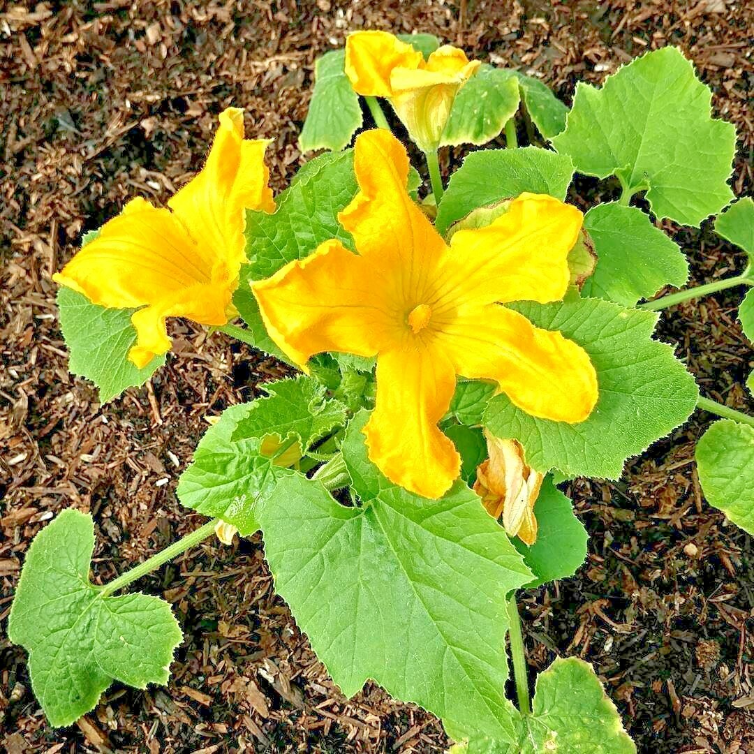 31+ Zucchini SUMMER SQUASH Seeds Black Beauty Organic Heirloom Garden Container