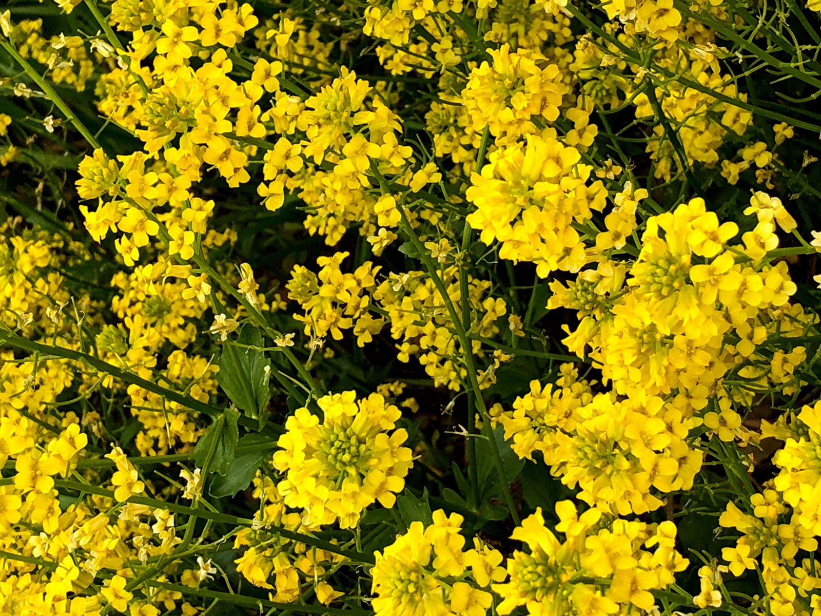 1000 BROWN MUSTARD Brassica Juncea Vegetable Herb Seeds *Flat S/H