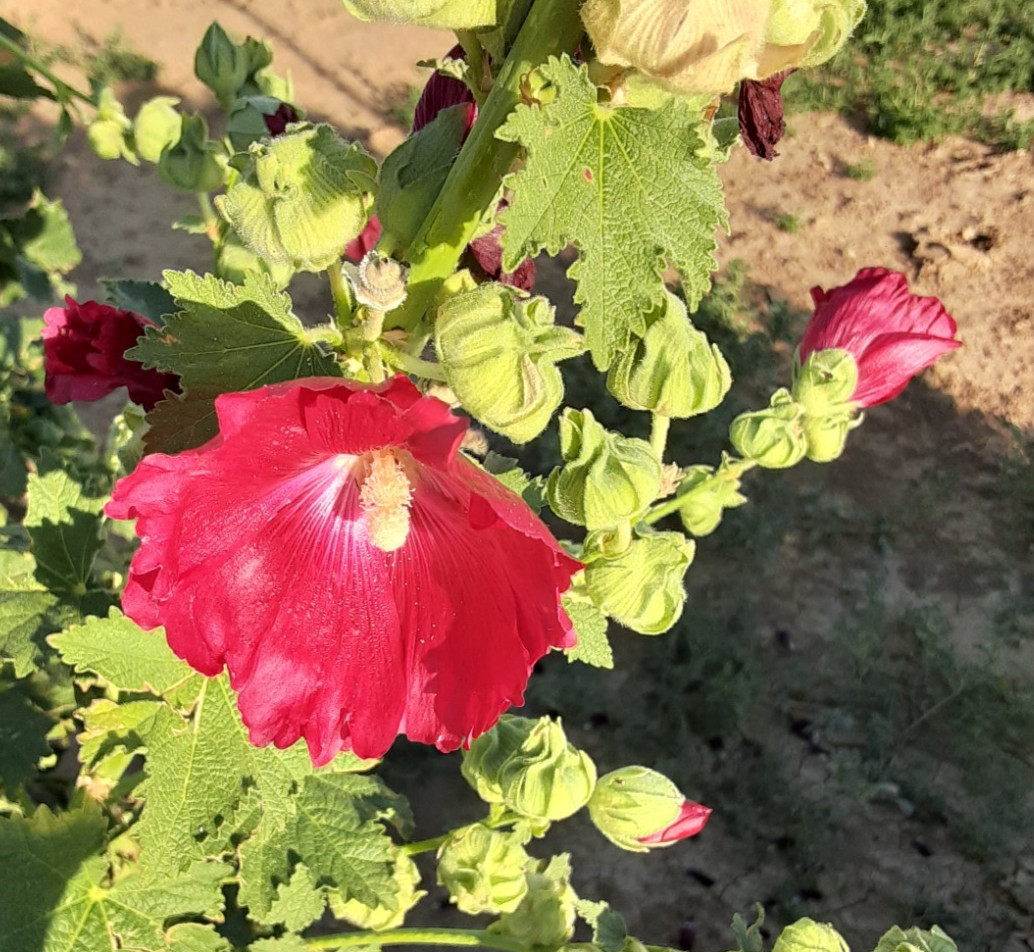 200+ Hollyhock seeds – Red, Perennial, 2nd Gen. Dry + high elevation HARDY