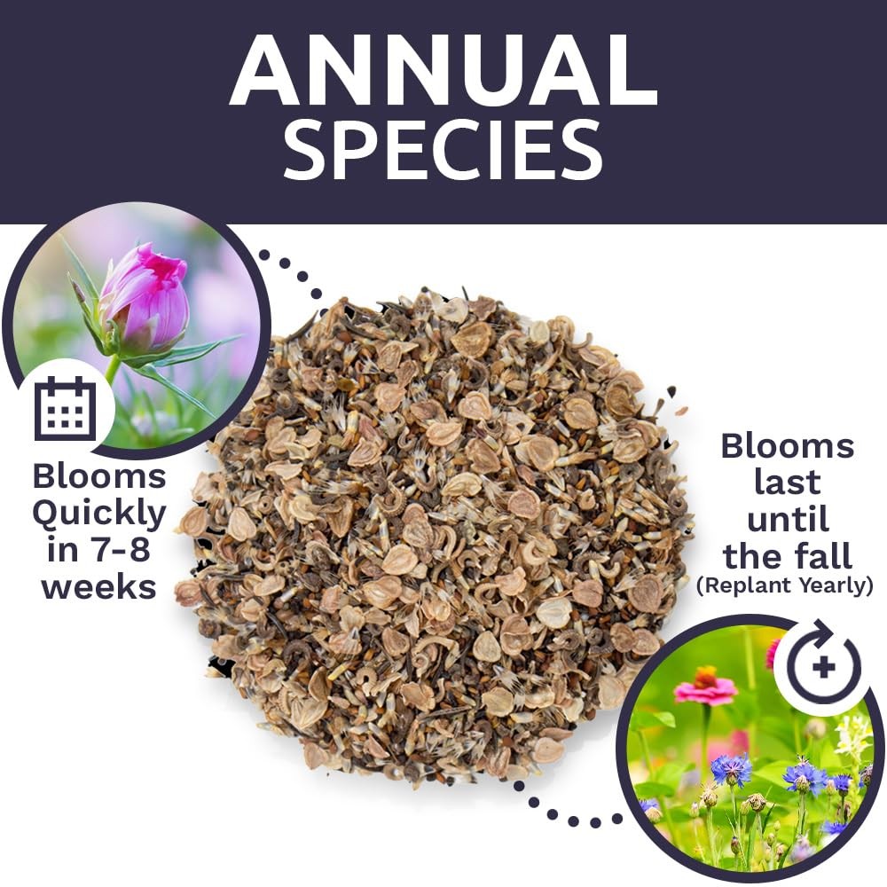 Bulk Wildflower Seeds Annual Quick Blooming 1/4 Pound Bag, Multiple Colors