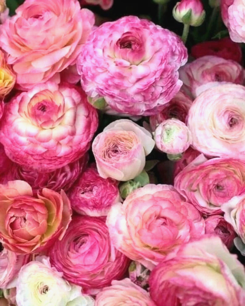 Ranunculus Flower Bulbs 16 Pink Picotee Corms Peony Rose Garden Wedding Bouquet