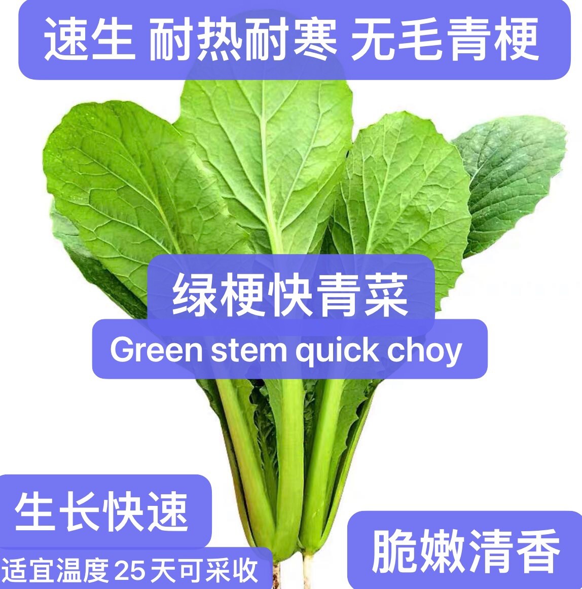 300+pak choi green stem quick bok choy 4 Season vegetable seeds 300多粒速生四季绿梗快青菜