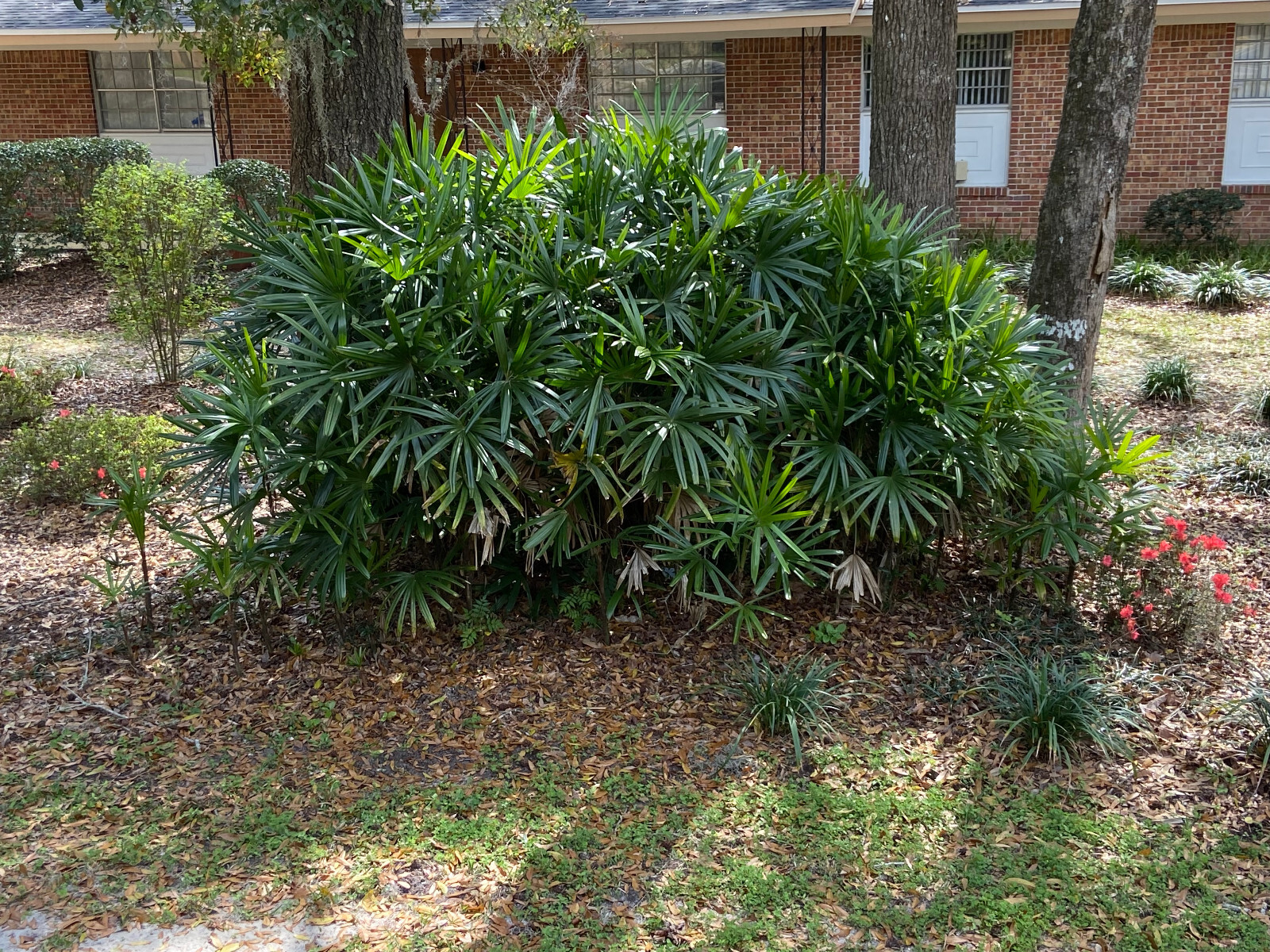 Rhapis excelsa Seeds. Lady Palm. Cold-Hardy!