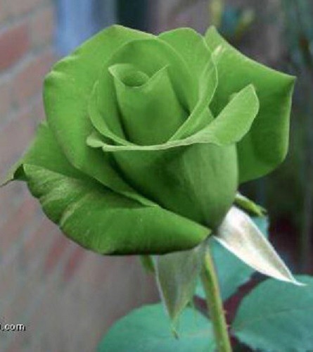 5 GREEN ROSE Rosa Bush Shrub Perennial Flower Seeds *Flat S/H