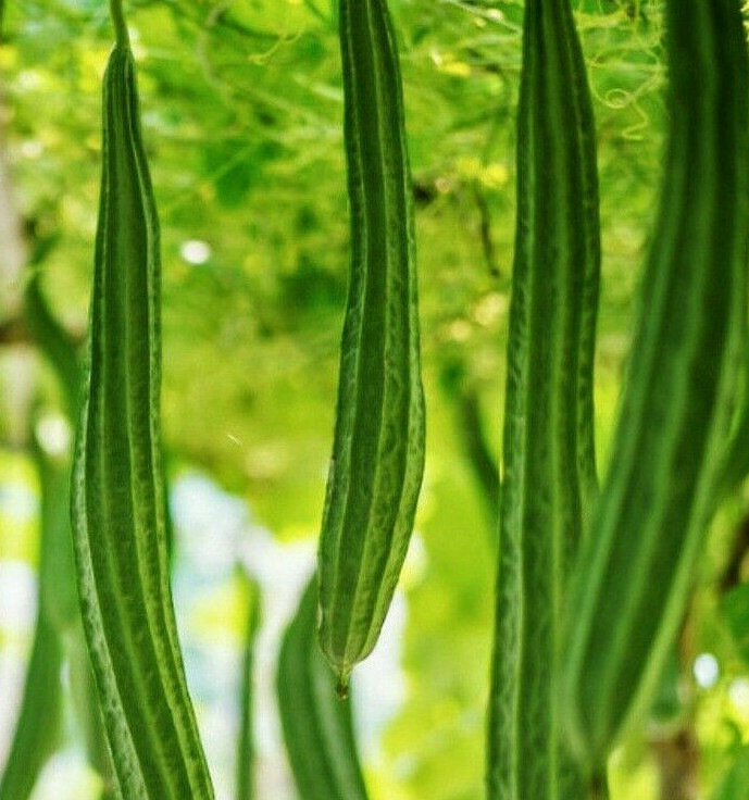 Bonanza Angled Luffa Gourd Seeds |Long Asian Okra Loofah Loofa Bitter Melon 2023