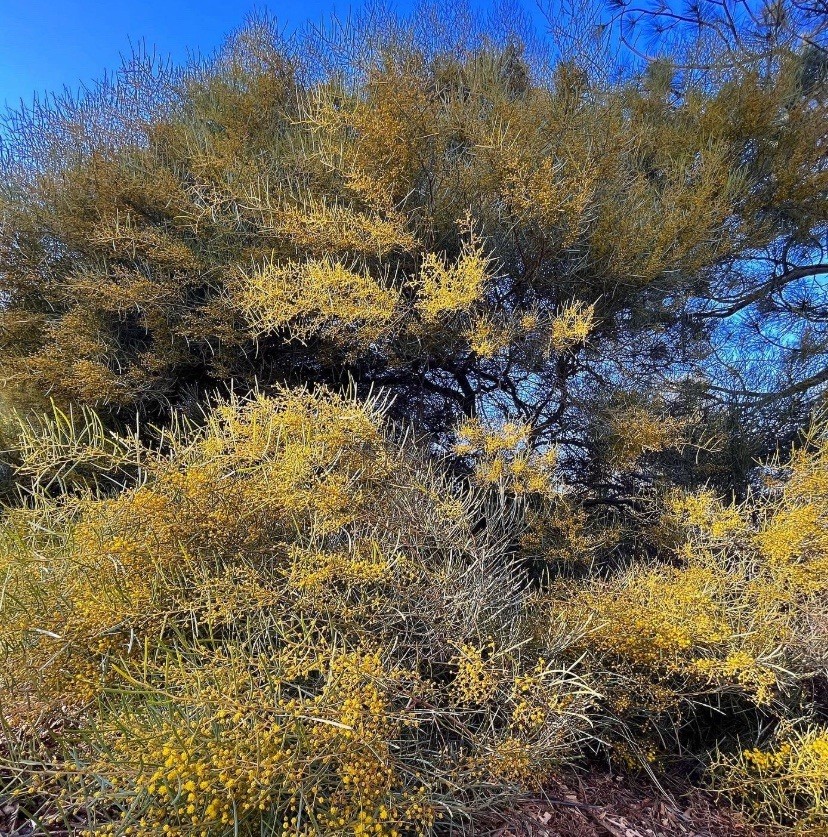 Acacia, Callistemon, Eucalyptus, Melaleuca, Seeds