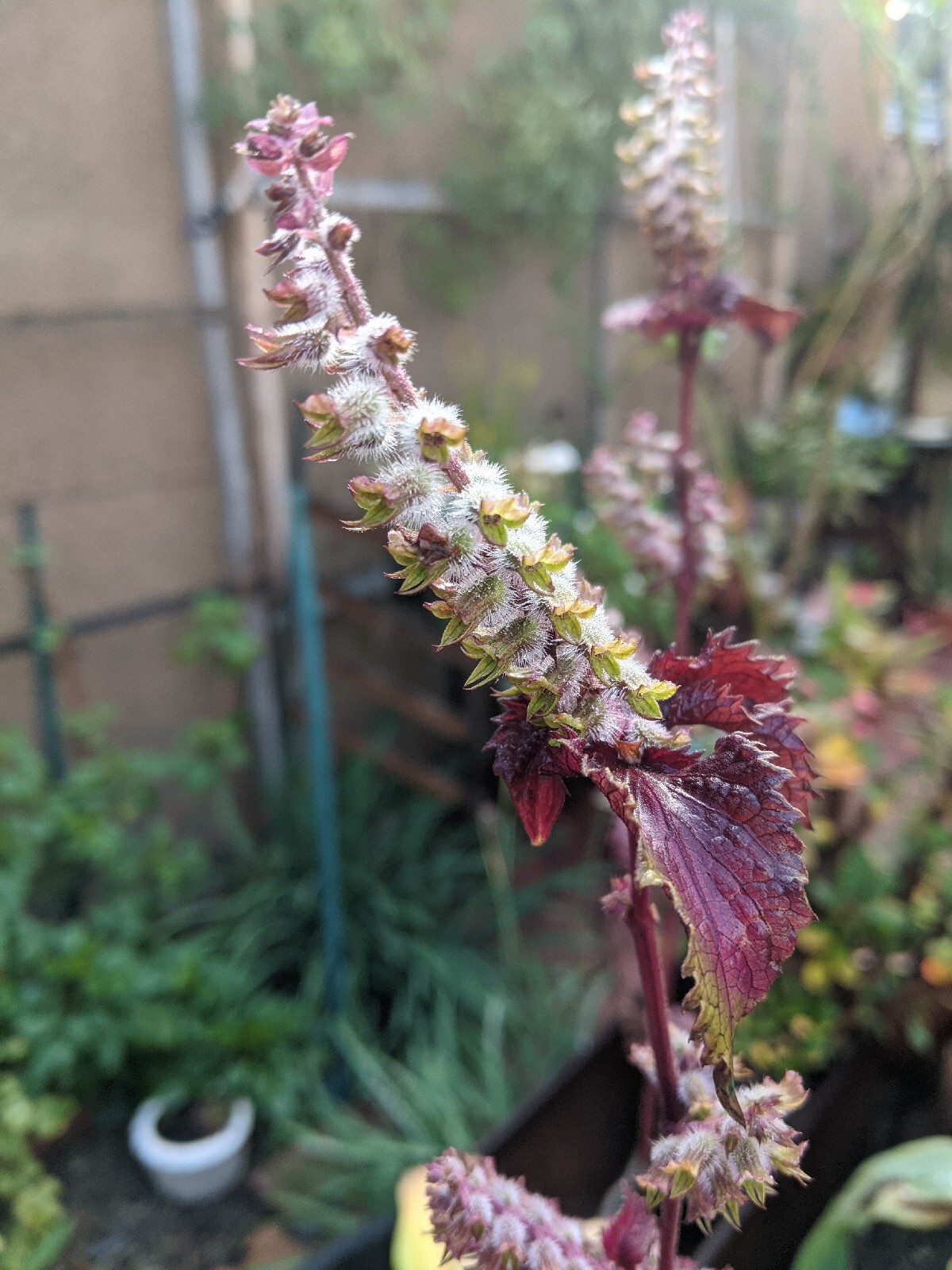 Purple Basil Perilla (100+ Seeds) Shiso Red Mint – 2023 Harvest Grown In The USA