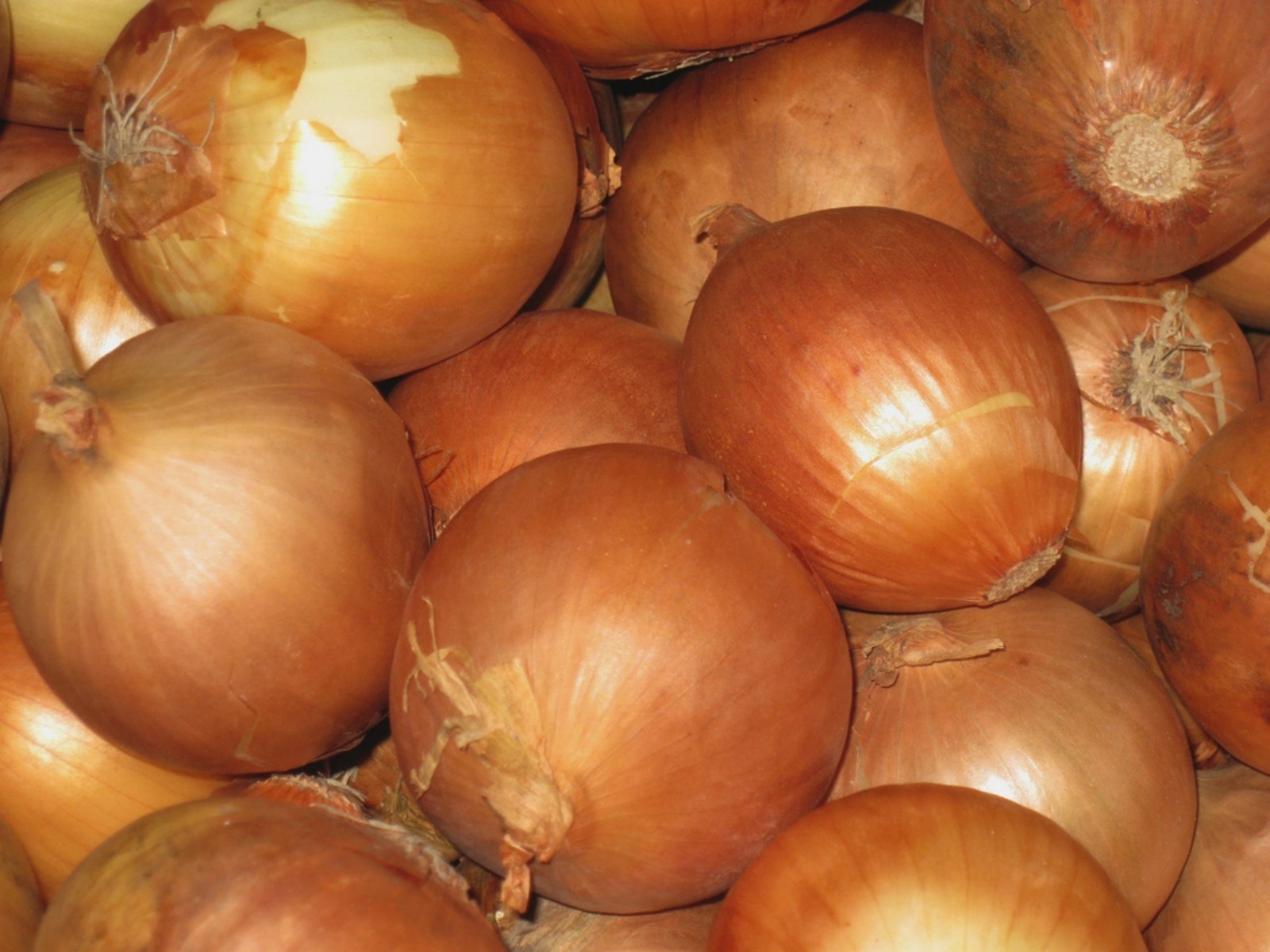 Onion Seeds- Sweet Yellow Spanish Heirloom- 250+ 2021 Seeds
