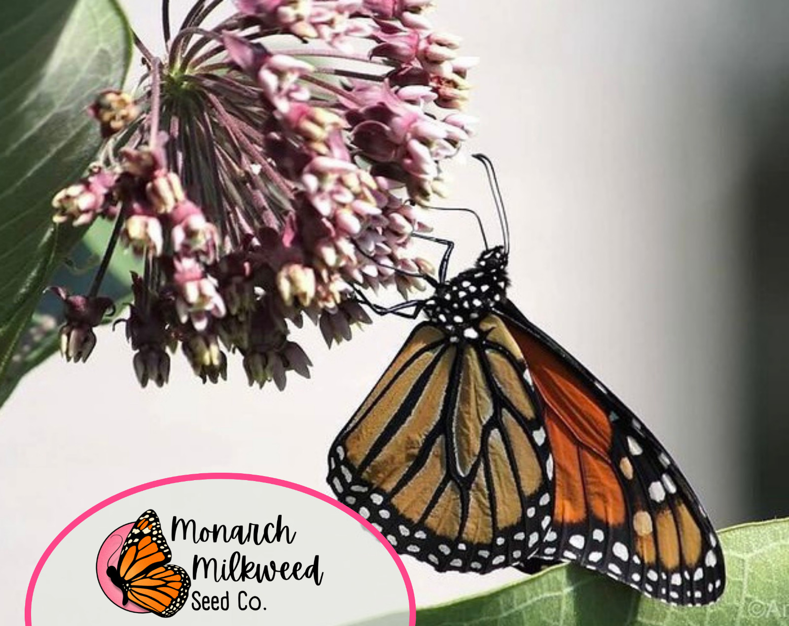 425+ Common Milkweed Seeds (Asclepias Syriaca) Native Monarch Butterfly Flower