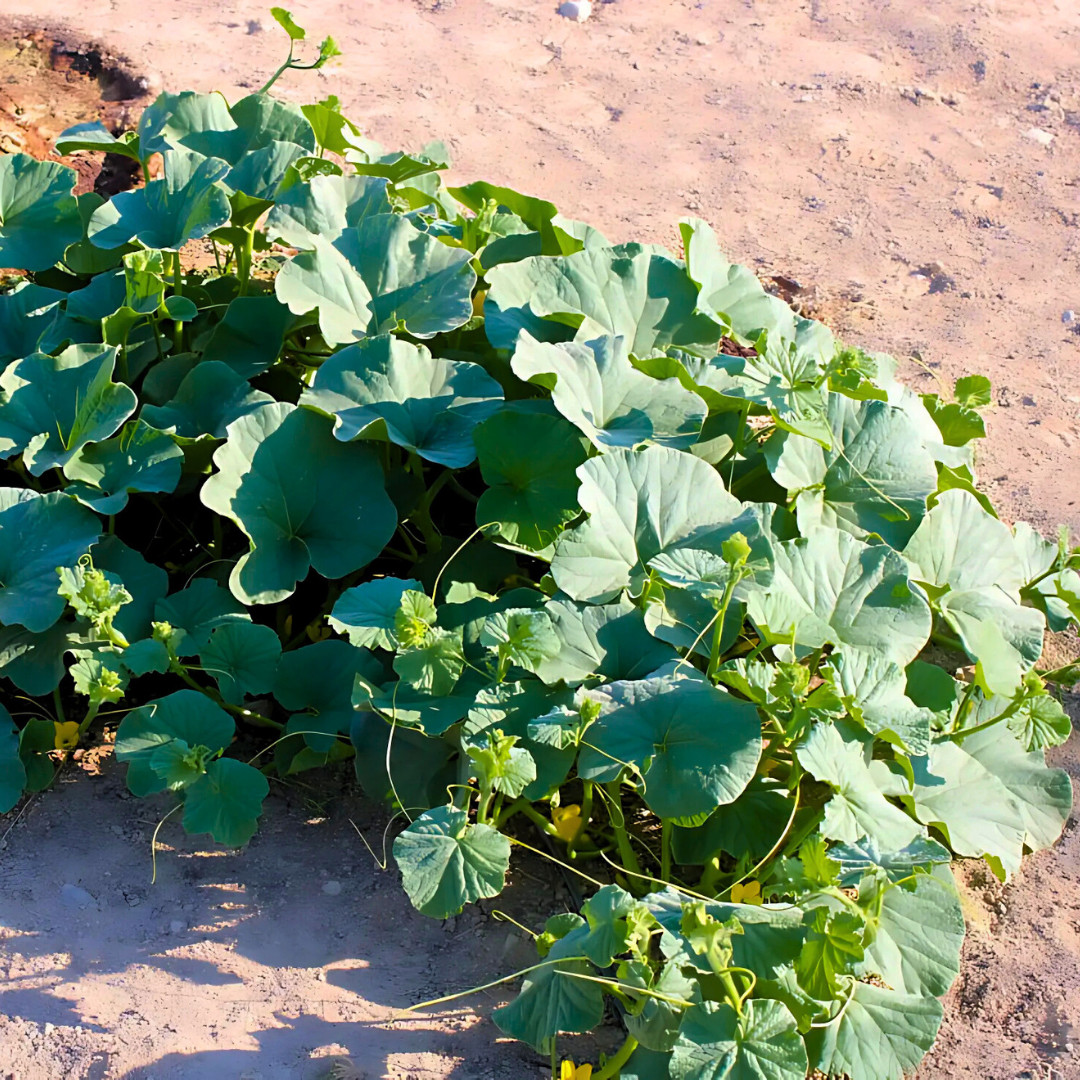 Fresh Kajari Melon Seeds | Dheli Melon | Heirloom Non-GMO | Fresh Fruit Seeds