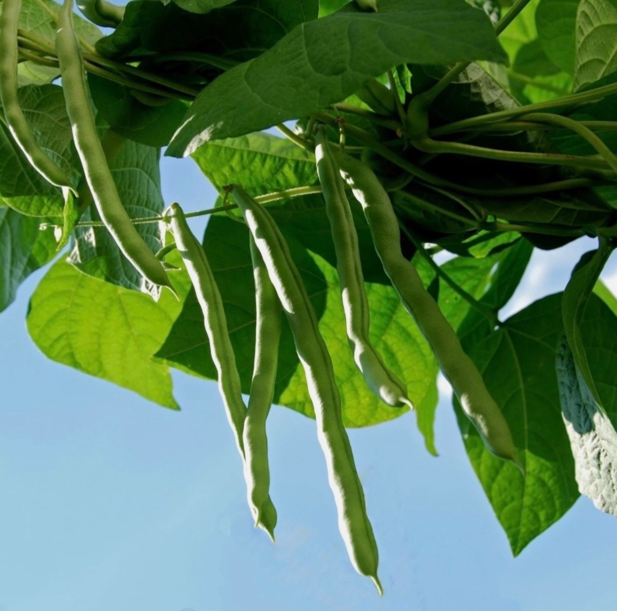 Blue Lake Stringless Pole Bean – Fresh Seeds – Non-GMO Heirloom 🇺🇸 USA Seller