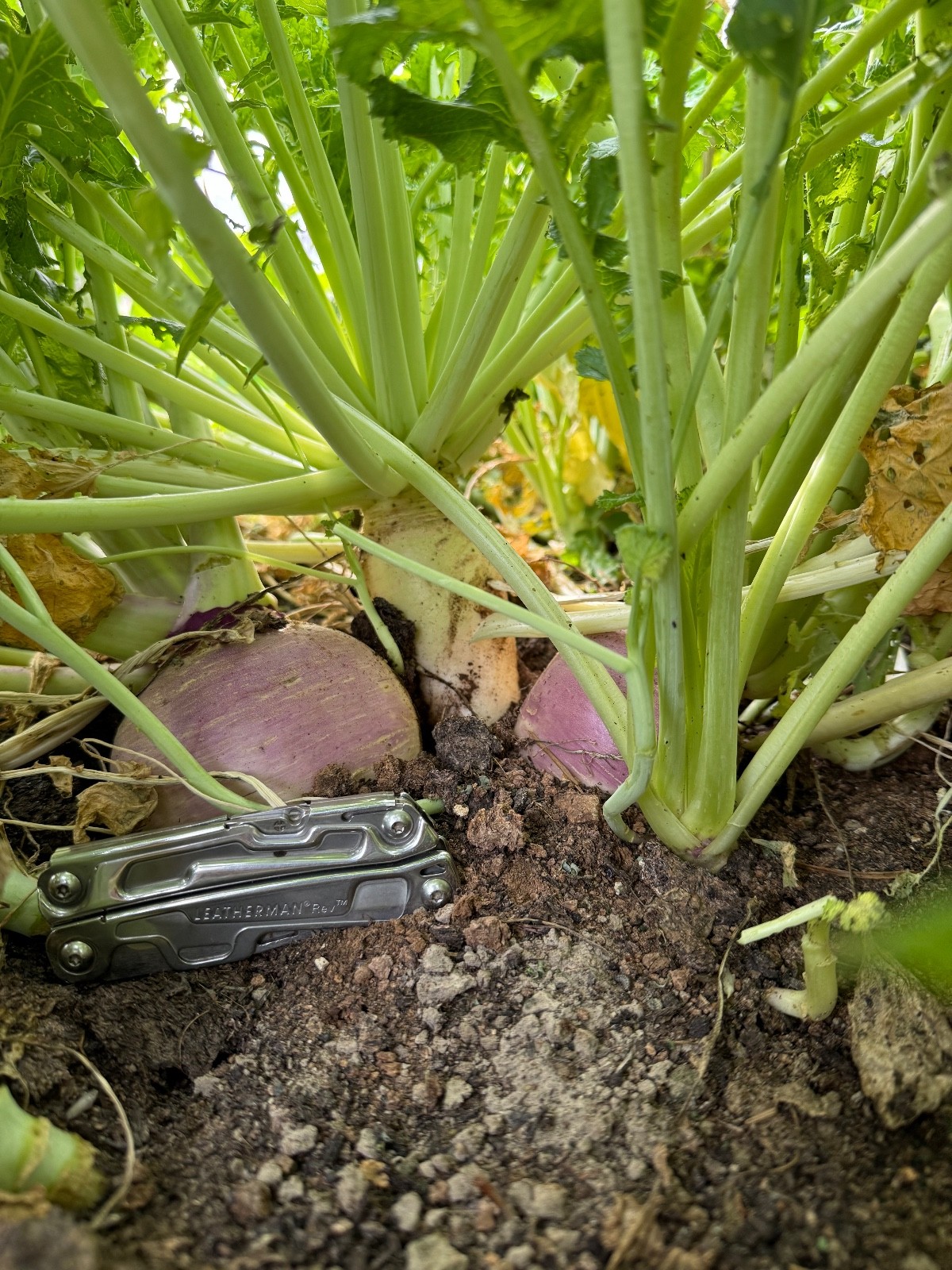 Best Garden Cover Crop Mix for Soil Health Nitrogen fixing Root Detox 4#