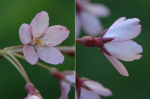 Weeping Higan Cherry, Prunus subhirtella pendula, Tree Seeds