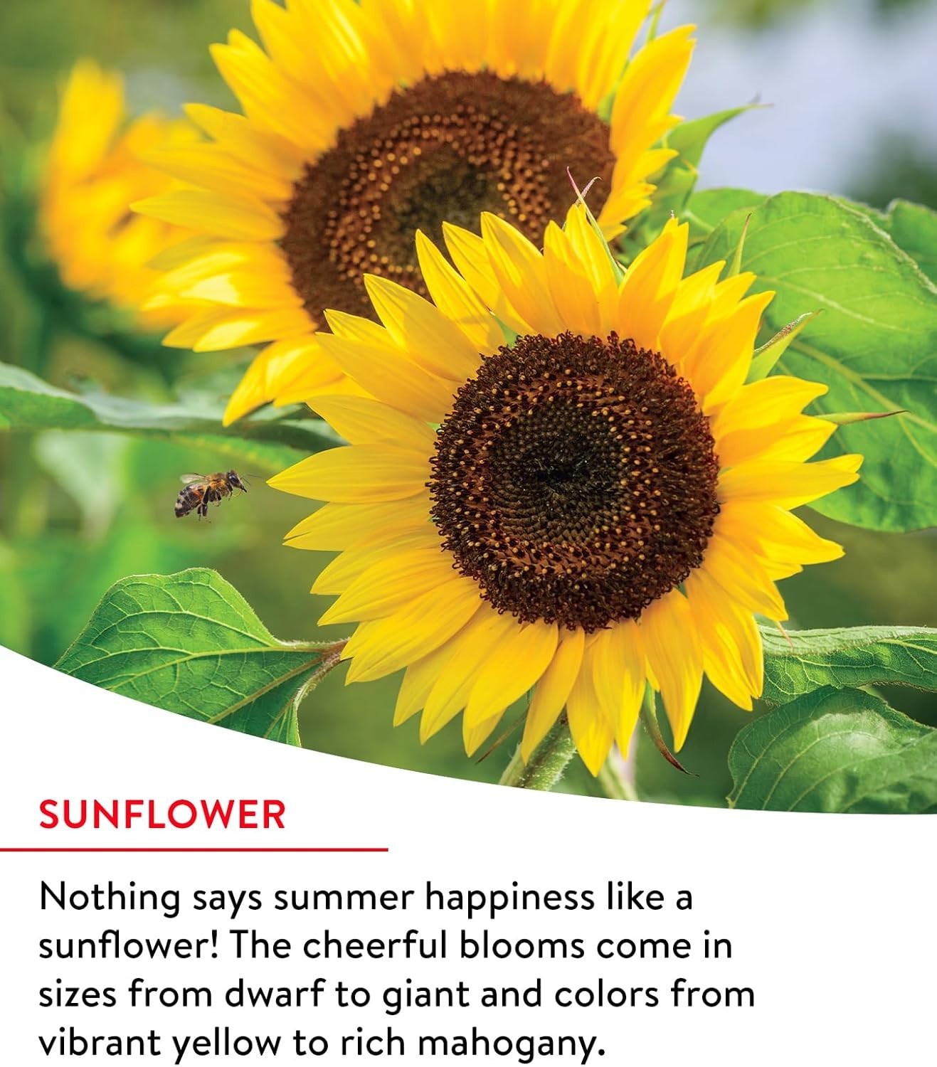 25,000 Non-GMO Fast Blooming Wildflower Seed Mix – 14 Varieties for Gardens