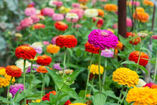 100 DAHLIA FLOWERED ZINNIA SEED MIX | 2026 SALE FREE SHIPPING NON GMO HEIRLOOM