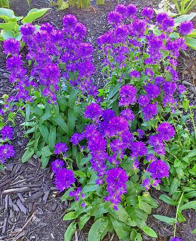 BLUE CLUSTERED BELLFLOWER, 200 SEEDS, CAMPANULA GLOMERATA ‘SUPERBA’ EASY TO GROW