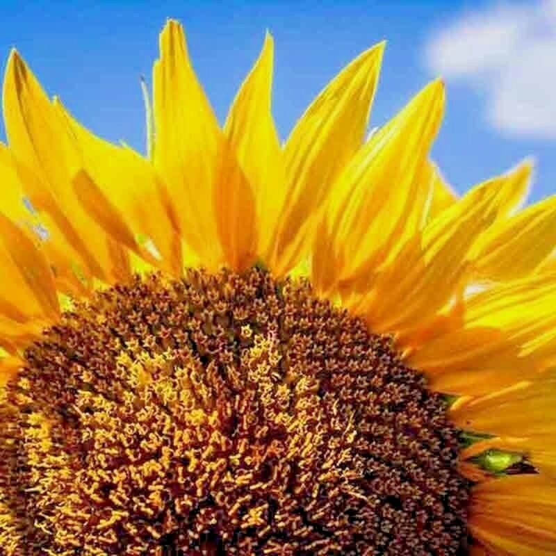 25+ STRIPED SUPER TALL SUNFLOWER GIANT RARE SEEDS MAMMOTH BUTTERFLIES BEES USA
