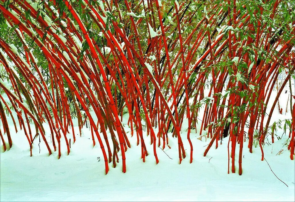 10 STUNNING RED DRAGON BAMBOO SEEDS – Landscape Garden Cover
