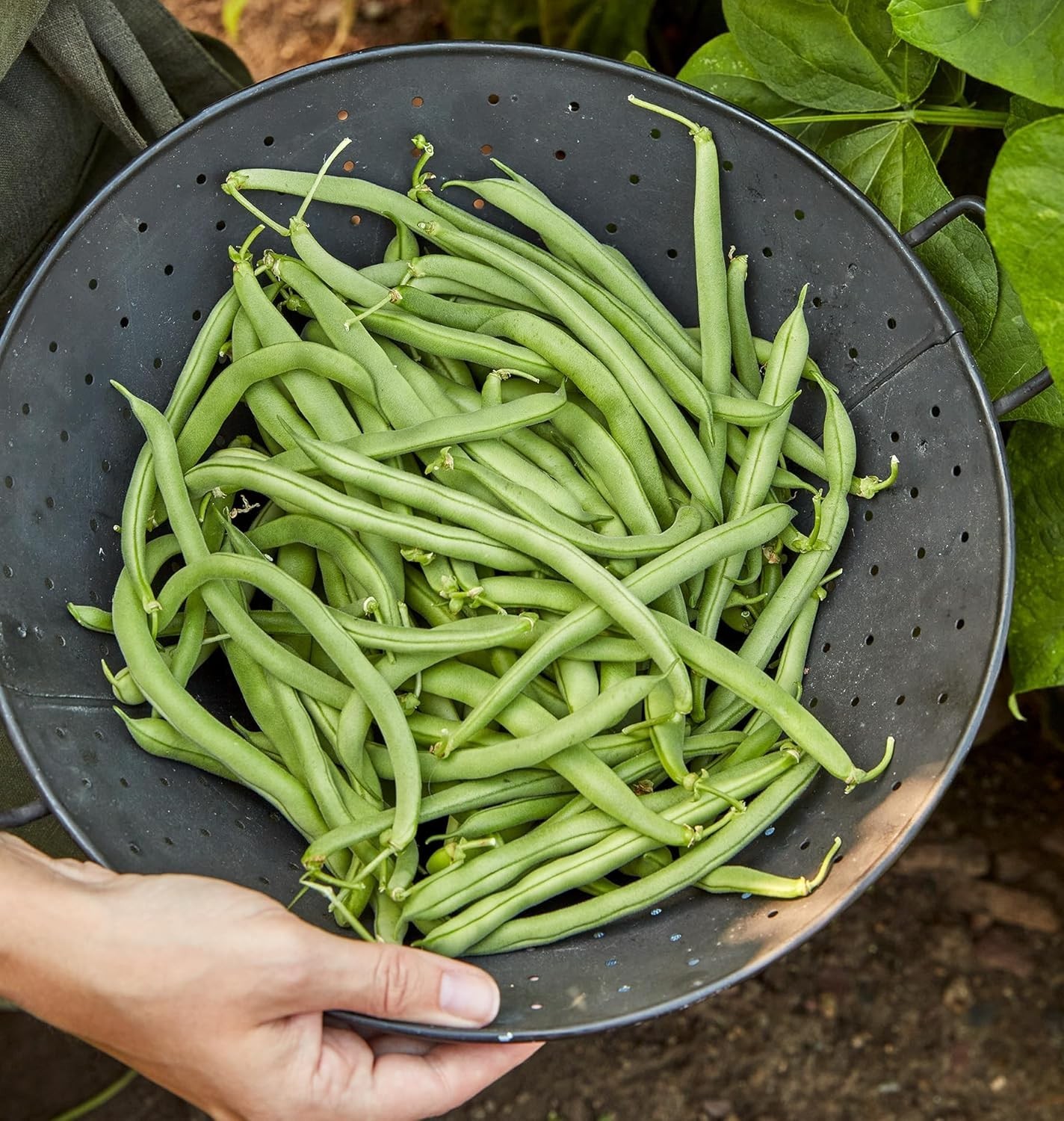 Heirloom Blue Lake 274 Bush Bean Seeds, 2 Oz—Tender Pods for Bountiful Harvests