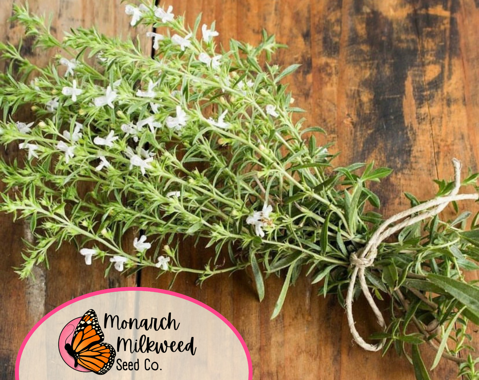 5300+ Summer Savory Seeds | Heirloom, Non-GMO, Herb Gardening Plant Seed Packet