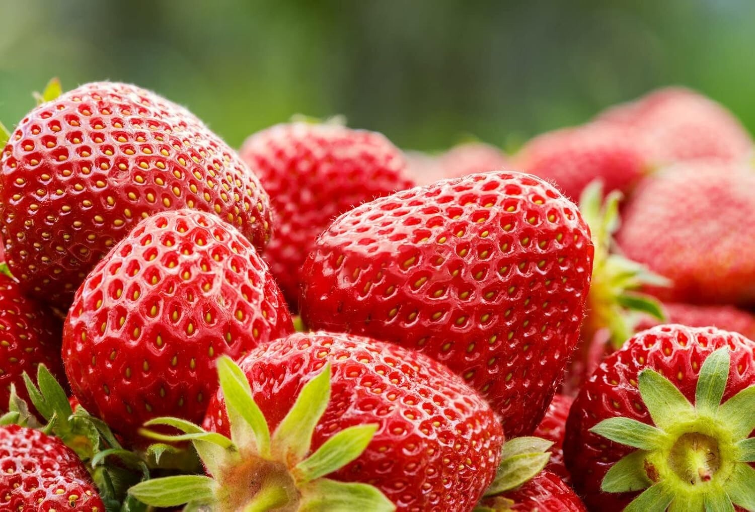400+ Heirloom Non-GMO Mixed Strawberry Seeds – Sweet Red, Blue, White & Yellow