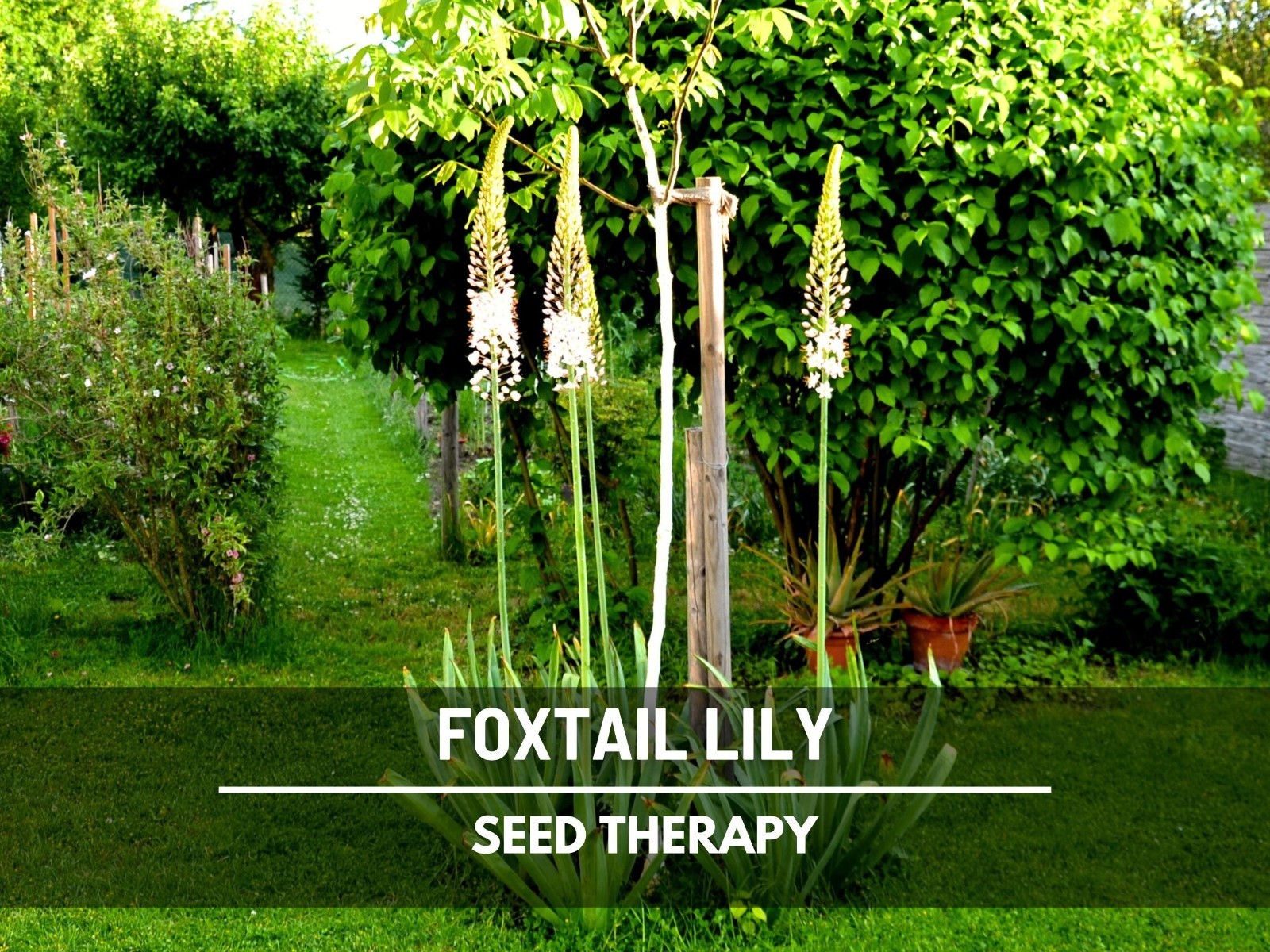 Foxtail Lily Seeds – Desert Candle, Evergreen Perennial, Towering Flowers