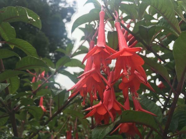 Fuchsia Fanfare | Fanfare Fuchsia | 50 Seeds