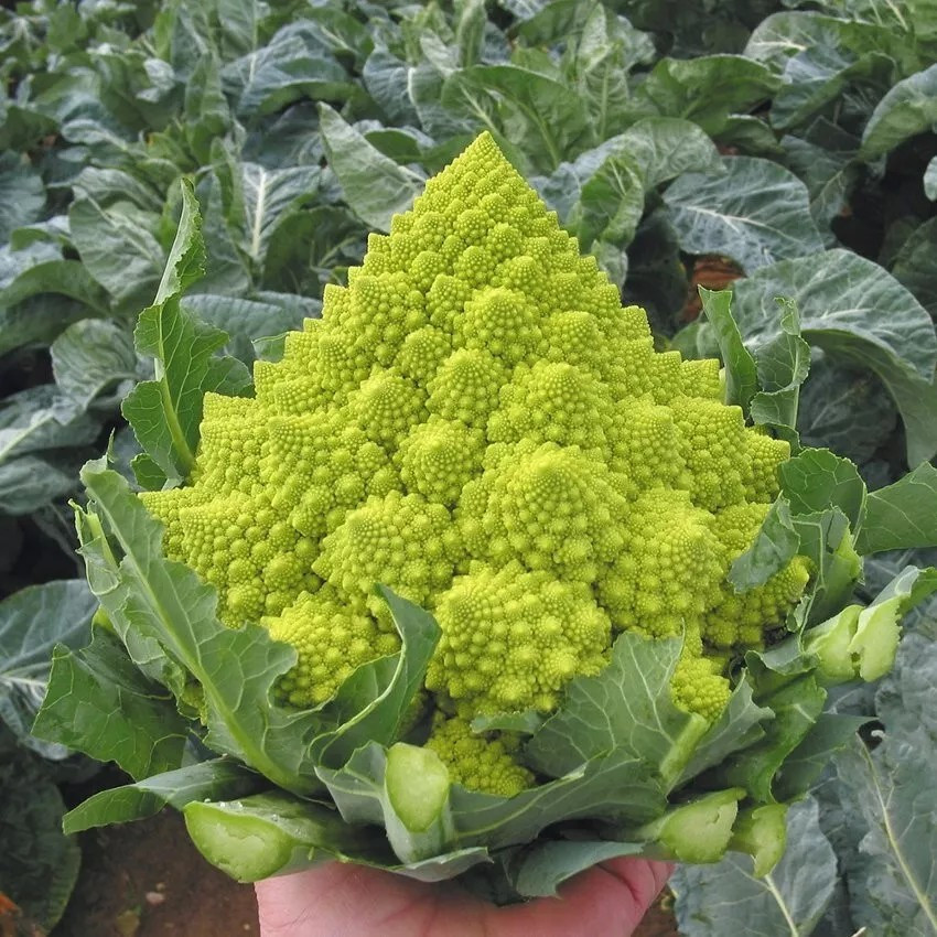 1000+ Romanesco Broccoli Seeds – NON GMO — HEIRLOOM – ORGANIC — FRESH
